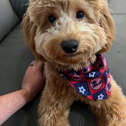 Bernedoodle Puppies from Doodles of Your Dreams (formerly Texana Doodles)