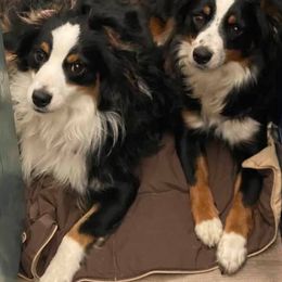 Miniature Australian Shepherds from Elaine Faulling's Miniature Australian Shepherds