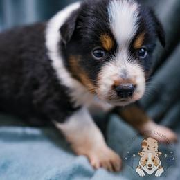 Cornbread - Black tri-color male Australian Shepherd puppy in Hearne, Texas from Wigglebutts Unlimited