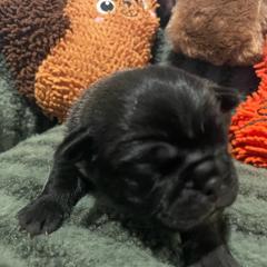 Frank - Black male Pug puppy in Hanover, Virginia from Pure Pugs
