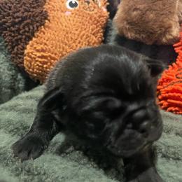 Frank - Black male Pug puppy in Hanover, Virginia from Pure Pugs
