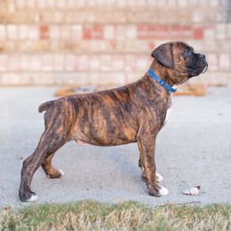 Chief (Blue) - Brindle male Boxer puppy in Georgia from Stephanie’s Boxers
