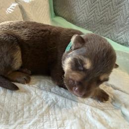 Boy 3 drk green collar - Liver male German Shepherd puppy in Newsoms, Virginia from A Tier Above Shepherds