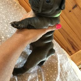 French Bulldog Puppies from Crooked C Ranch