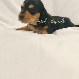 Dachshund Puppies from Pasek Kennels