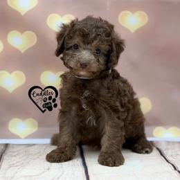 Tucker - Brown male Poodle puppy in Nashville, Arkansas from Cuddles n Curls