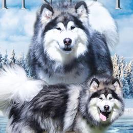 INDY - Alaskan Malamute