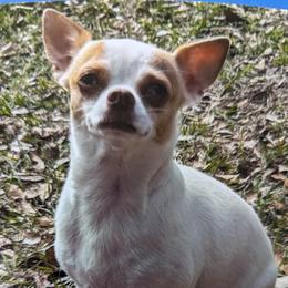 Chihuahuas from OakView Farm Chihuahuas FB