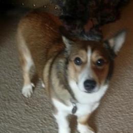 Pembroke Welsh Corgis from Rocking A Corgis