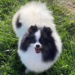 Belle - Black parti female Pomeranian puppy in Newalla, Oklahoma from Classy Poms