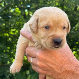 Bullit - Yellow male Labrador Retriever puppy in Isle, Minnesota from Dog Ear Outfitters