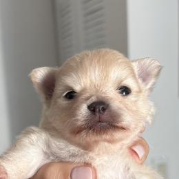 Pomeranians from Natalia's Pomeranians