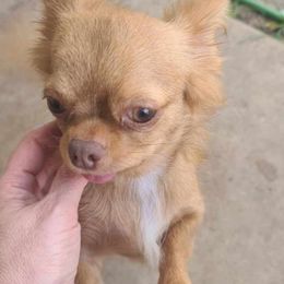Cinny - Chihuahua