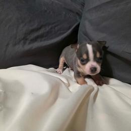 Pitbull - Black and tan male Chihuahua puppy in Royal Center, Indiana from Marvelous Chihuahuas