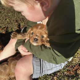 Cavalier King Charles Spaniel Puppies from Sweet Southern Cavaliers and Frenchies