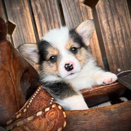 Luke - Black and tan male Pembroke Welsh Corgi puppy in Los Lunas, New Mexico from Blue Diamond Welsh corgis