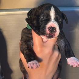 Green collar - Black brindle male American Staffordshire Terrier puppy in Cloverdale, Indiana from Woodshire American Staffordshire Terrier’s