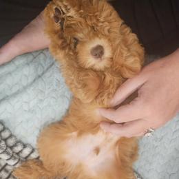 Goldendoodle Puppies from Summer Sun Doodles