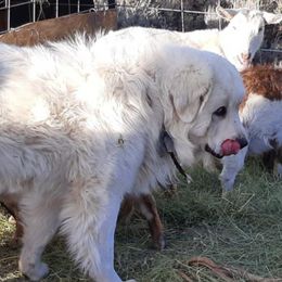 Colorado Mountain Dogs from Higher Farm