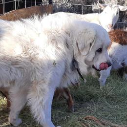Colorado Mountain Dogs from Higher Farm