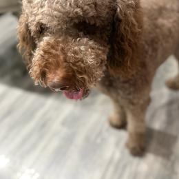 Mobius - Goldendoodle