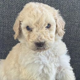 Goldendoodles and Labradoodles from Oodles of doodles nw ga