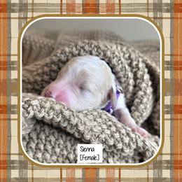 Sienna - Parti female Goldendoodle puppy in Richmond, Virginia from Highland Grove Doodles, LLC