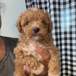 Sir Moose - Apricot male Maltipoo puppy in Southern,, California from Maltipoo Tiny Pups & More
