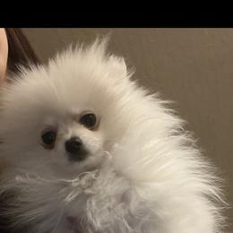 Pomeranian Puppies from Mikayla's Pomeranians
