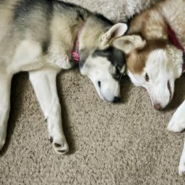 Siberian Huskies from Route 66 Siberian Huskies