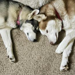 Siberian Huskies from Route 66 Siberian Huskies