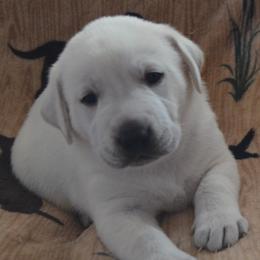 Labrador Retriever puppies from Badland Kennel