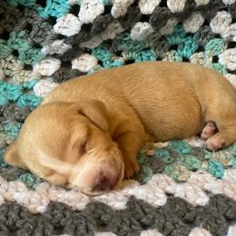 Otis - Cream male Dachshund puppy in Vevay, Indiana from Works Farm Dachshunds