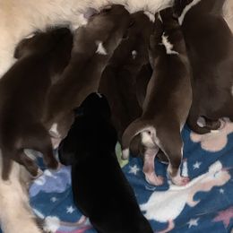 Siberian Husky Puppies from Myths and Legends Siberian Huskies