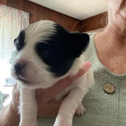 Jose - Black and white male Chihuahua puppy in Red Bluff, California from Aye Chihuahua