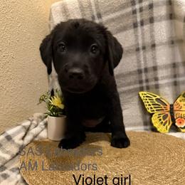 Violet - Black female Labrador Retriever puppy in Wittmann, Arizona from AM Labradors