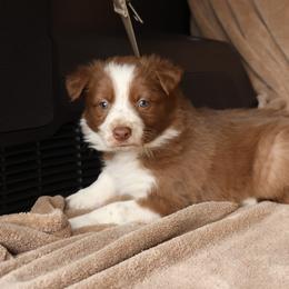 Teal Collar - Red female Border Collie puppy in Courtland, Alabama from C Bar C Ranch Border Collies