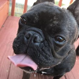 French Bulldog All Grown Up from Willows French Bulldogs