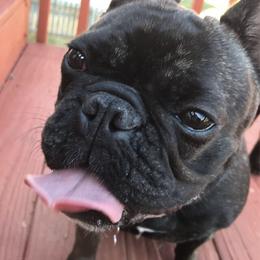 French Bulldog All Grown Up from Willows French Bulldogs