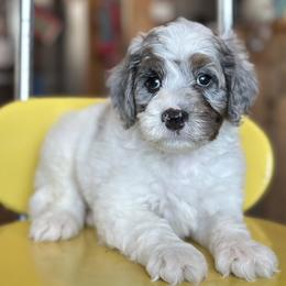 Shad Mayfield - Blue merle male Aussiedoodle puppy in Lancaster, Minnesota from Finney Ranch