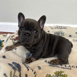 Zuko - Blue male French Bulldog puppy in Belleville, Illinois from Poppy’s Frenchies
