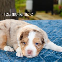 Sawyer - Australian Shepherd puppy in Coldwater, Michigan from Northern Star Australian Shepherds