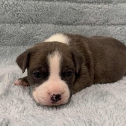 Blue Brindle male 2 - Blue brindle male American Pit Bull Terrier puppy in Nine Mile Falls, Washington from Bartin Kennels