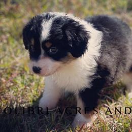 Girl 3 - Black Australian Shepherd puppy in Mc Alisterville, Pennsylvania from Colibri Acres And Farm