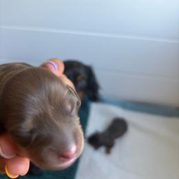 Janet - Chocolate and tan female Dachshund puppy in Weiser, Idaho from Peace Love and Doxies