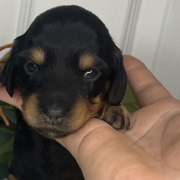 Dachshunds from Simpson Dachshunds