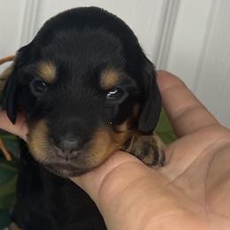 Dachshunds from Simpson Dachshunds