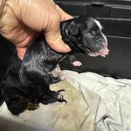 Black Tri - Black tri male Toy Australian Shepherd puppy in Billings, Montana from Chapman's Aussies