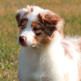 Australian Shepherd Puppies from Sweet Magnolia Aussies