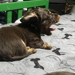 River - Chocolate and tan male Dachshund puppy in Vancouver, Washington from GretaLo Dachshunds